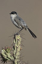 Black-tailed Gnatcatcher (Polioptila melanura), southwestern Arizona