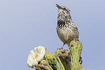 Cactus Wren (Campylorhynchus brunneicapillus) calling, southwestern Arizona