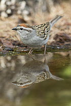 Chipping Sparrow (Spizella passerina) at pond, Troy, Montana