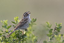 Clay-colored Sparrow (Spizella pallida) calling, Mission Valley, Montana