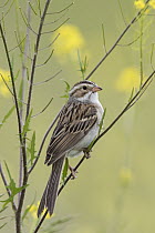 Clay-colored Sparrow (Spizella pallida), Mission Valley, Montana