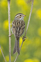 Clay-colored Sparrow (Spizella pallida), Mission Valley, Montana