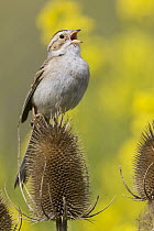 Clay-colored Sparrow (Spizella pallida) calling from thistle, Mission Valley, Montana