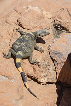 Common Chuckwalla (Sauromalus ater), southern Nevada