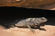 Common Chuckwalla (Sauromalus ater) staying cool in crevice, southern Nevada