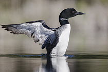 Common Loon (Gavia immer) stretching, Troy, Montana