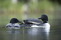 Common Loon (Gavia immer) parent bringing food to chick, Troy, Montana