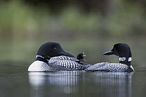 Common Loon (Gavia immer) parent carrying chick, Troy, Montana
