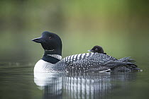 Common Loon (Gavia immer) parent carrying chick, Troy, Montana