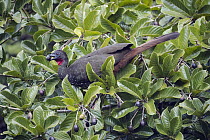 Crested Guan (Penelope purpurascens), Costa Rica