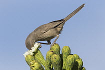 Curve-billed Thrasher (Toxostoma curvirostre) feeding on cactus flower nectar, southern Arizona. Sequence 1 of 2