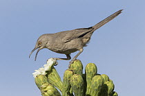 Curve-billed Thrasher (Toxostoma curvirostre) feeding on cactus flower nectar, southern Arizona. Sequence 2 of 2