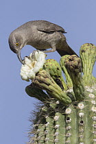 Curve-billed Thrasher (Toxostoma curvirostre) feeding on cactus flower nectar, southern Arizona