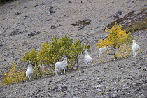 Dall's Sheep (Ovis dalli) rams feeding on Quaking Aspen (Populus tremuloides), Yukon, Canada