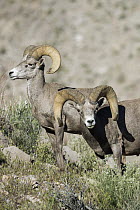 Desert Bighorn Sheep (Ovis canadensis nelsoni) rams, southern Nevada