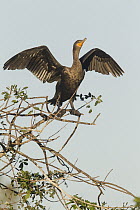 Double-crested Cormorant (Phalacrocorax auritus) drying wings, central Florida
