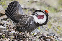 Blue Grouse (Dendragapus obscurus) male displaying, western Montana