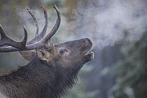 Elk (Cervus elaphus) bull bugling, western Canada