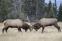 Elk (Cervus elaphus) bulls fighting, western Canada