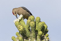 Gila Woodpecker (Melanerpes uropygialis) feeding on cactus flower nectar, southwestern Arizona
