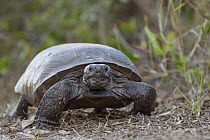 Florida Gopher Tortoise (Gopherus polyphemus, southern Florida