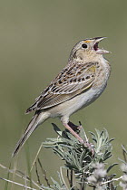 Grasshopper Sparrow (Ammodramus savannarum) calling, Montana