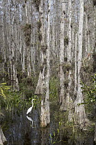 Great Egret (Ardea alba) in swamp, Big Cypress National Preserve, Florida