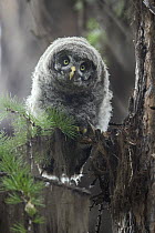 Great Gray Owl (Strix nebulosa) owlet, Yaak, Montana