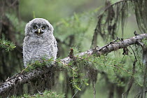 Great Gray Owl (Strix nebulosa) owlet calling, Yaak, Montana