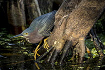 Green Heron (Butorides virescens) foraging, Corkscrew Swamp, Florida