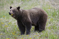 Brown Bear (Ursus arctos) feeding on dandelions, western Canada