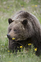 Brown Bear (Ursus arctos) feeding on dandelions, western Canada