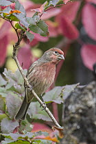 House Finch (Carpodacus mexicanus) male, Troy, Montana