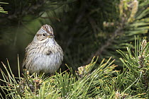 Lincoln's Sparrow (Melospiza lincolnii), Troy, Montana