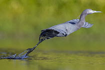 Little Blue Heron (Egretta caerulea) taking flight, central Florida
