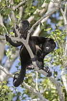 Mantled Howler Monkey (Alouatta palliata) mother and young, Costa Rica