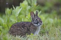 Marsh Rabbit (Sylvilagus palustris) grazing, central Florida