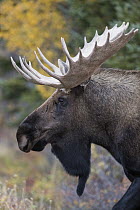 Moose (Alces alces) bull, Denali National Park, Alaska