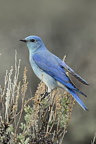 Mountain Bluebird (Sialia currucoides) male, southwestern Montana
