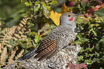 Northern Flicker (Colaptes auratus) male, Troy, Montana