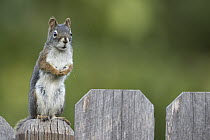Red Squirrel (Tamiasciurus hudsonicus) on backyard fence, western Montana