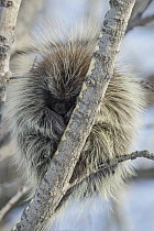 Common Porcupine (Erethizon dorsatum) sleeping in tree, central Montana