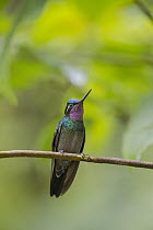 Purple-throated Mountain-gem (Lampornis calolaemus) male, Costa Rica