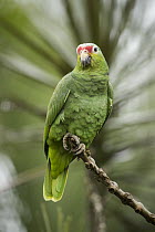 Red-lored Parrot (Amazona autumnalis), Costa Rica