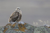 Rough-legged Hawk (Buteo lagopus), Moise, Montana