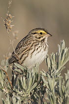 Savannah Sparrow (Passerculus sandwichensis), Montana