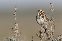Savannah Sparrow (Passerculus sandwichensis) calling, Montana