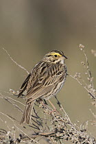 Savannah Sparrow (Passerculus sandwichensis), Montana
