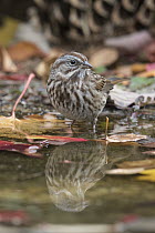 Song Sparrow (Melospiza melodia) at pond, Troy, Montana