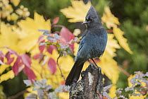 Steller's Jay (Cyanocitta stelleri) in autumn, Troy, Montana